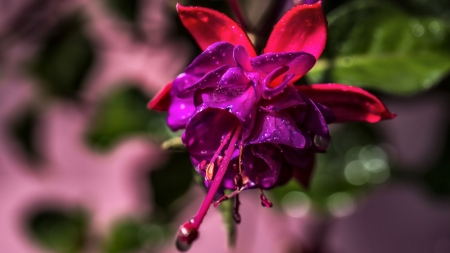 Fuchsia Flower - beautiful, photography, beauty, romance, photo, love, flower, wide screen, floral