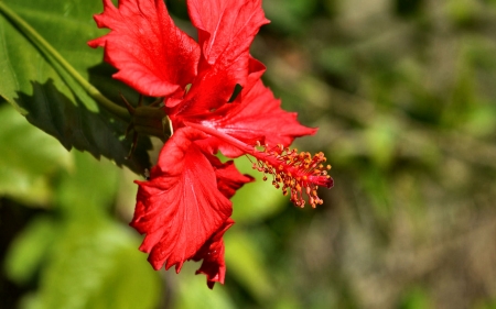 Hibiscus Flower - love, wide screen, beauty, hibiscus, photography, floral, beautiful, romance, photo, flower