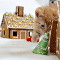 Kitten And Gingerbread Houses