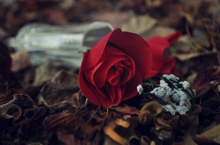 â™¥ - red, flower, roses, abstract