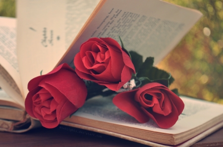 ♥ - roses, red, book, soft