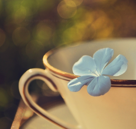 â™¥ - abstract, blue, flower, cup