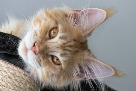 Kitten - pisica, kitten, maine coon, cute, face, cat