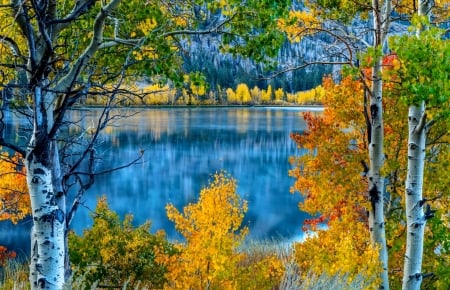 Autumn tranquility - branches, autumn, lake, trees, peaceful, serenity, fall, reflection, calmness, tranquil, mirror