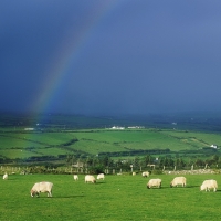 Sheep at the end of the rainbow