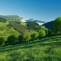 Sheep on a summer mountain