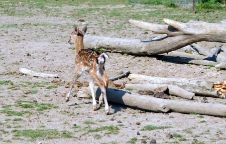 Looking for Mama - white, wood, brown, spots, grass