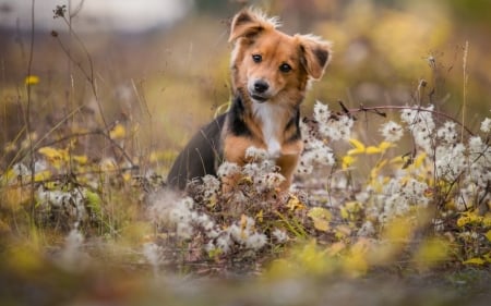 Dog - photo, animal, nature, dog