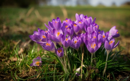 Crocuses - flowers, spring, nature, crocuses