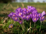 Crocuses