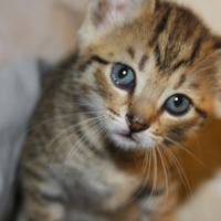 cute little tabby