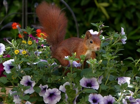 squirrel - nature, cool, squirrel, photography, animals, flowers