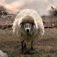 The battlesheep