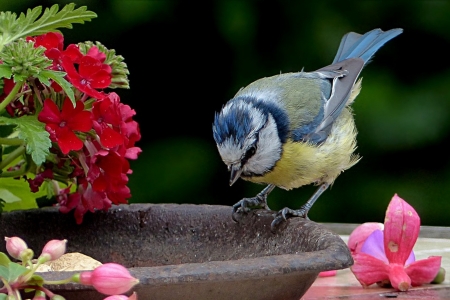 bird - birds, nature, photography, beauty, still life