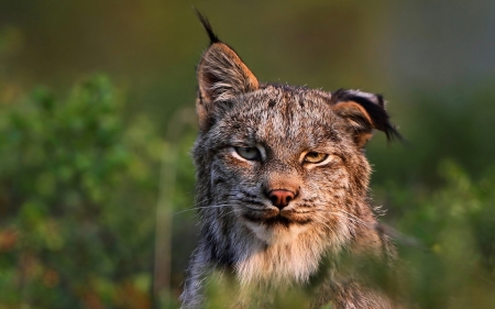 Canadian-Lynx - ear, Animal, Canadian, Lynx