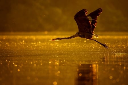 Heron - animal, heron, water, bird