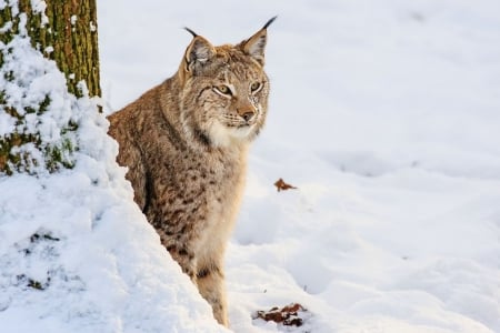 Lynx - animla, lynx, nature, snow