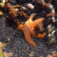 Starfish and Mussels