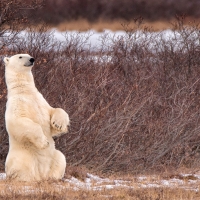 Polar bear