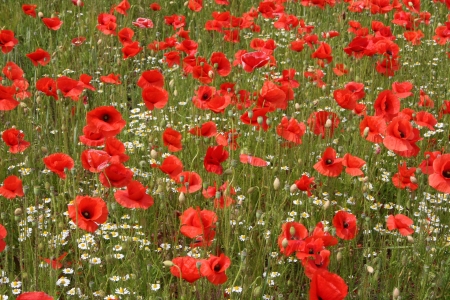 Poppy - natur, nature, flower, Poppy, tree