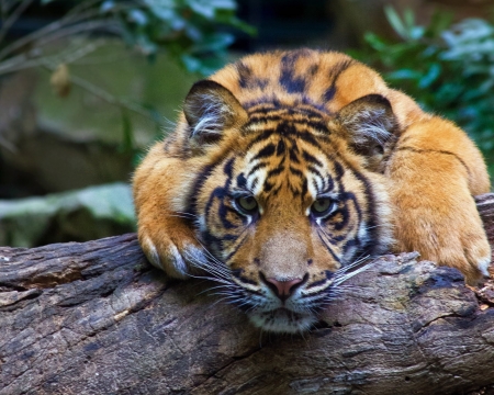 Tiger - animal, nature, paw, tiger