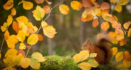 squirrel in the branches