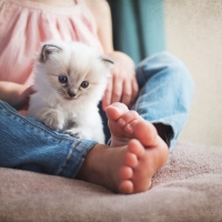 kitten in the legs