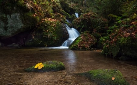 Stream - stream, nature, tree, moss