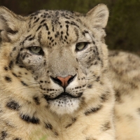 Snow Leopard