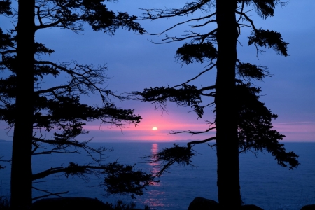 Sunset through Trees - Trees, Sunset, through, nature