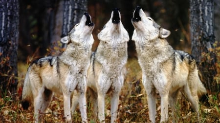 Wolves - animal, howl, nature, Wolf