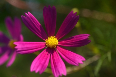 Beautiful Flower - flower, purple, beautiful, garden