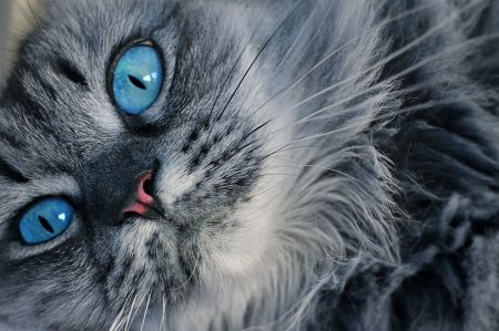 Kitten - pisica, kitten, face, cat, blue eyes