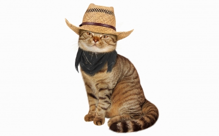 Cat in hat - hat, animal, pisica, funny, cat