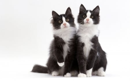 Kittens - white, couple, cat, animal, pisica, black, kitten