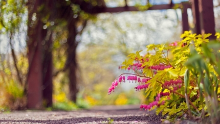 Beautiful Pink - amazing, garden, flower, pink