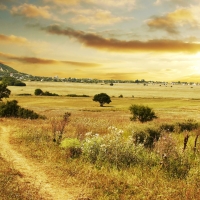 Path in the Field