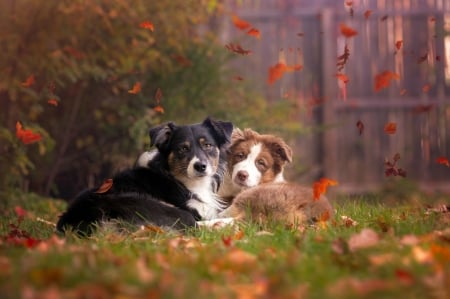 Buddies - Autumn, dogs, Fall, bushes, grass, fence, leaves