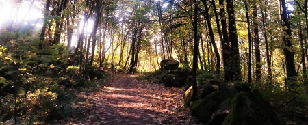 Another Walk in the Woods - outside, autumn, mountain, park, oregon, outdoors, path, nature, hike, forest, trail, walk