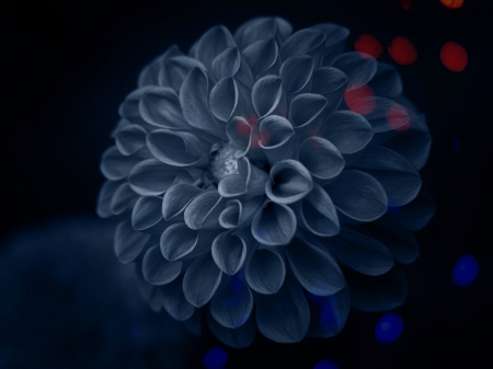 Blue Dahlia - Dahlia, Flower, Nature, Blue