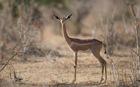 Litocranius Walleri - antilope, animal, gerenuk, deer, litocranius walleri