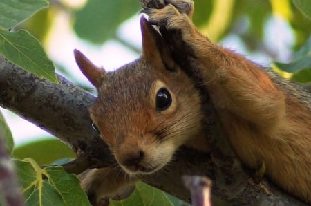 Squirrel - animal, ahmet fazil gunesh, cute, tree, squirrel, veverita