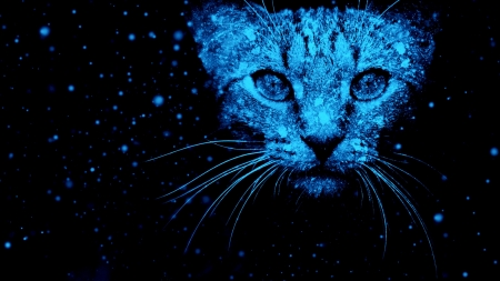 Cat - abstract, cat, luminos, blue, animal, pisica, black