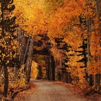 Autumn Forest