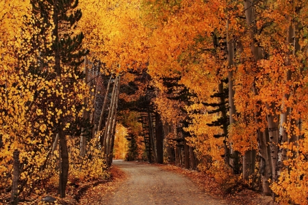 Autumn Forest - Forest, Autumn, nature, tree