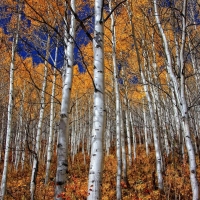 Birch Forest