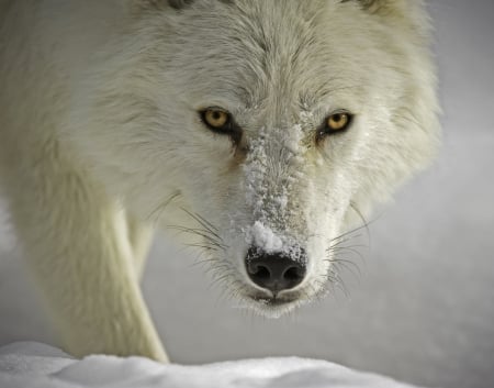 Wolf - snow, animal, nature, Wolf