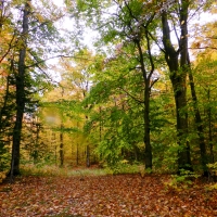 Fall Forest