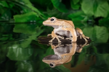 Frog - Frog, animal, water, nature