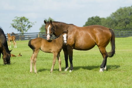 Horse - free, animal, Horse, wilf